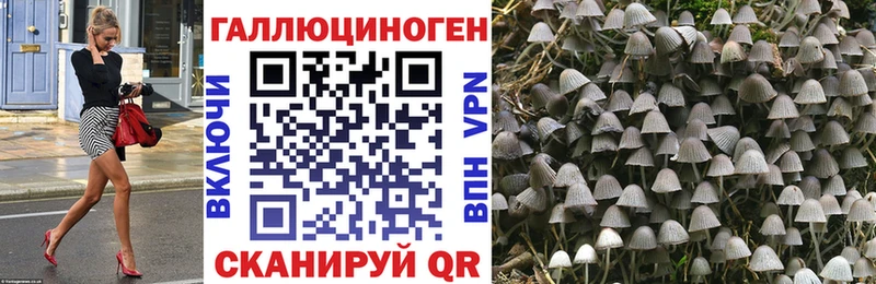 Купить где  Сковородино  Псилоцибиновые грибы Psilocybe 